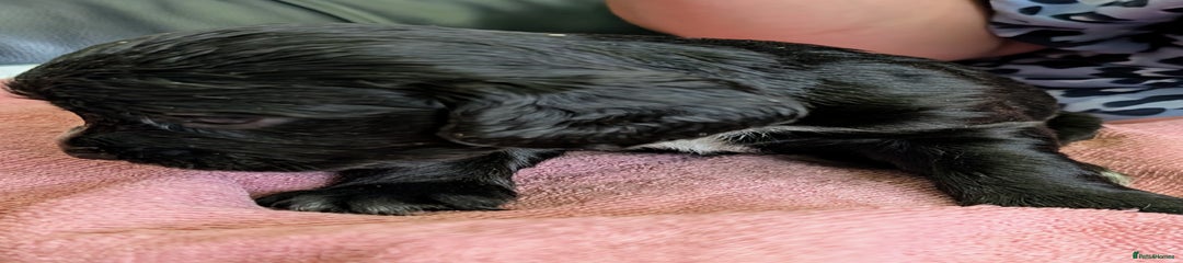 Sprocker Puppy 7