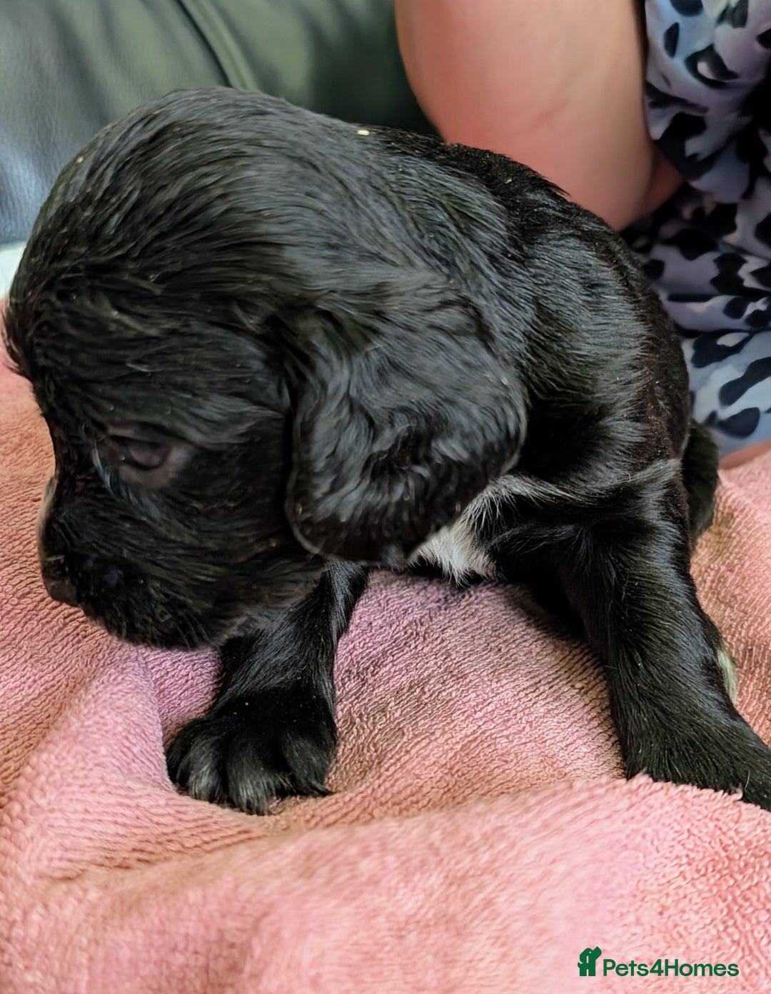 Sprocker dogs for sale: Working Sprocker puppies  - Image 8