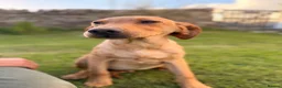Labrador Retriever dogs for sale: Ready now Labrador puppies  - Advert 12