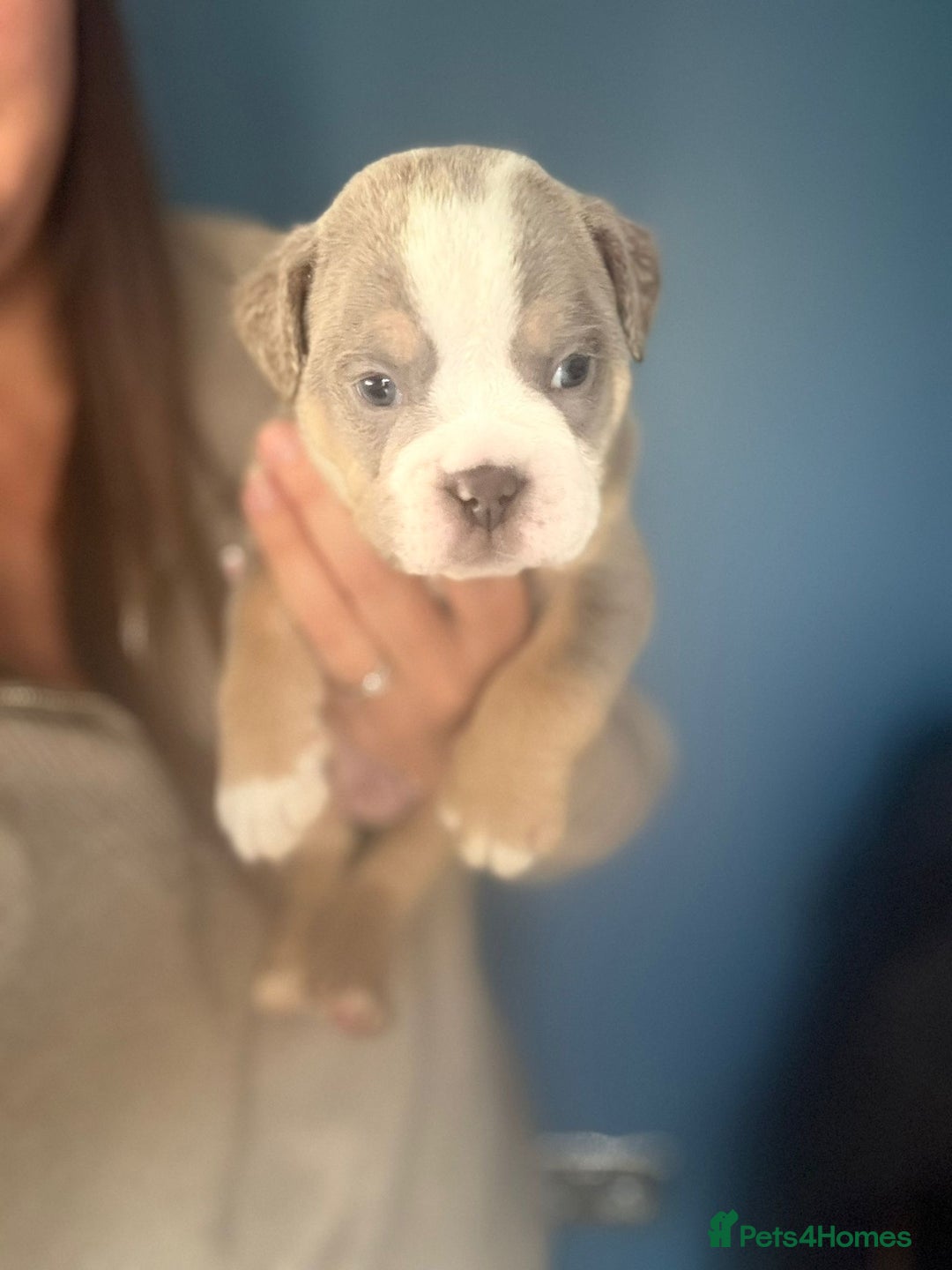 English Bulldog dogs for sale: new english bull dog - Image 16