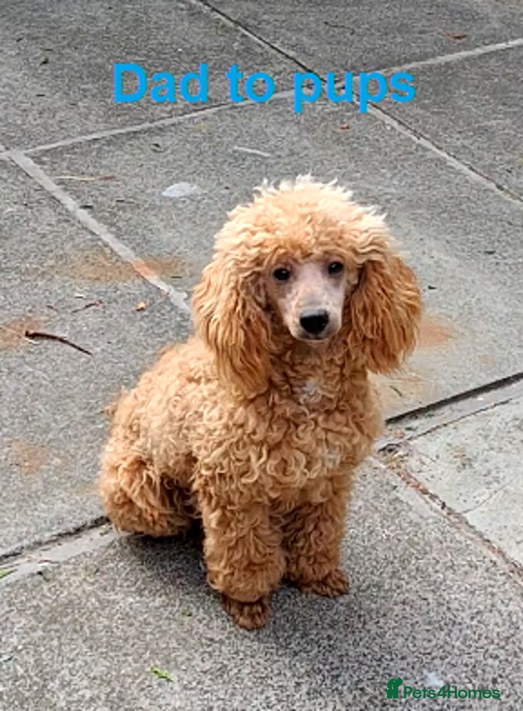 Miniature Poodle dogs for sale: Beautiful poodle pups - Advert 21