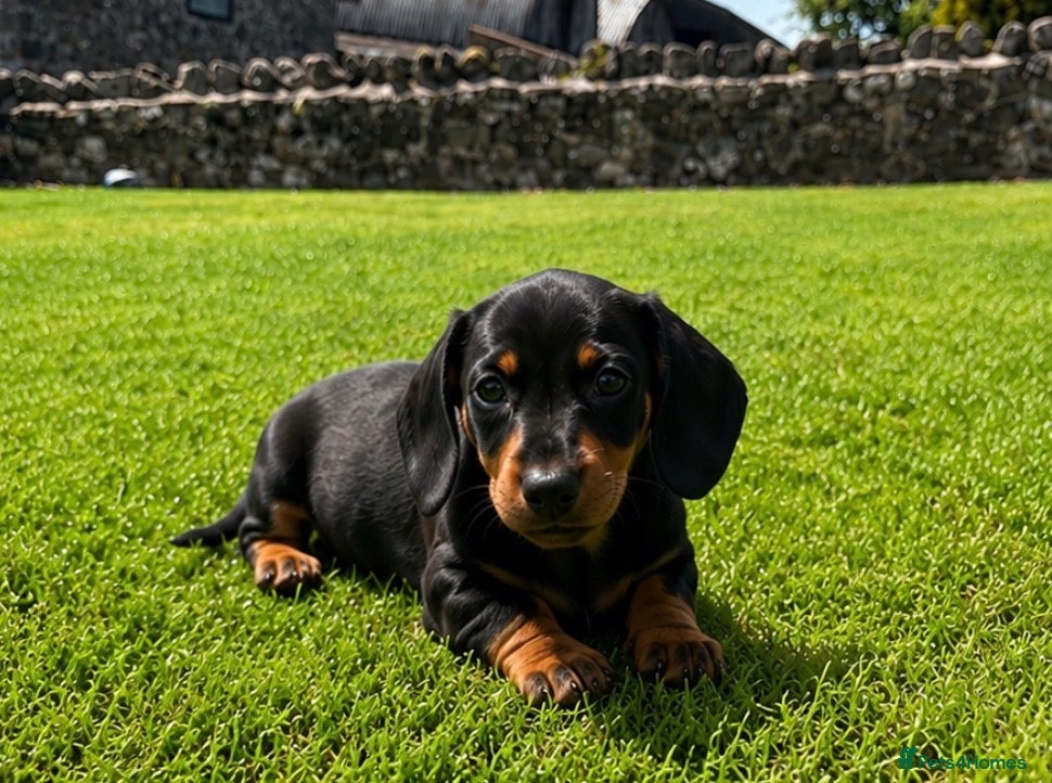 Miniature Dachshund dogs Miniature Dachshund Pups/ Dad DNA tested - Advert 1