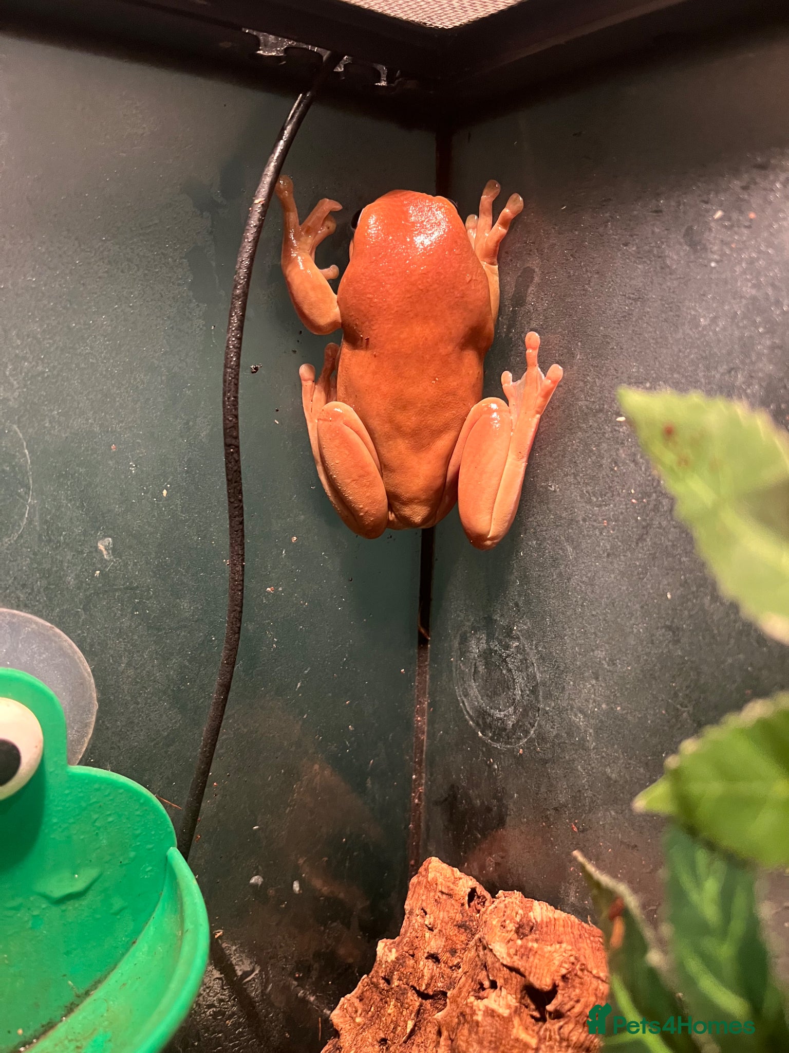 Frog reptiles White Tree Frog - Advert 1