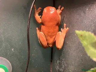 Frog reptiles White Tree Frog - Advert 1