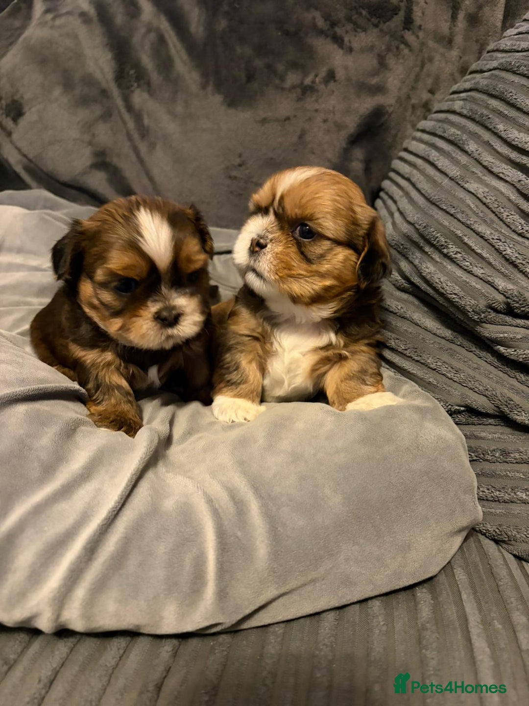 Shih Tzu dogs for sale: Gorgeous litter of shih tzu pups  - Advert 18