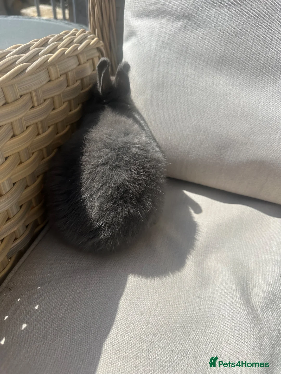 Netherland Dwarf rabbits for sale: 1 left. Lovely Netherlands dwarf baby rabbits. - Advert 7