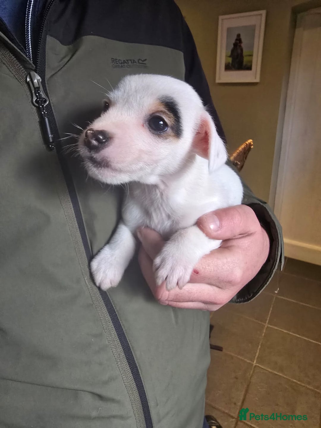 Jack Russell dogs for sale: Jack Russell puppies  - Advert 4