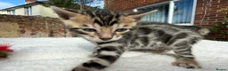 Bengal cats for sale: 3 BENGAL KITTENS - HEALTH/GENETIC TESTED  - Advert 10