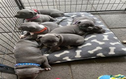 Staffordshire Bull Terrier dogs for sale: Top quality blueish staffs pups for sale - Image 2