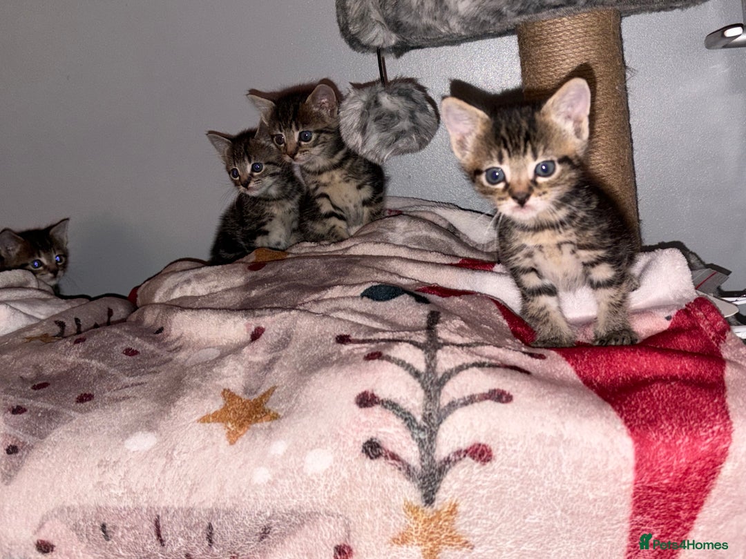 Domestic Shorthair cats for sale: 4 gorgeous Tabby kittens ready 26-1-26 - Advert 20