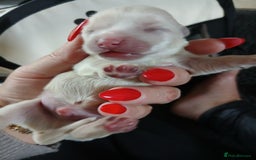 Chorkie dogs for sale:  Beautiful Chorkie pups for sale  - Image 8