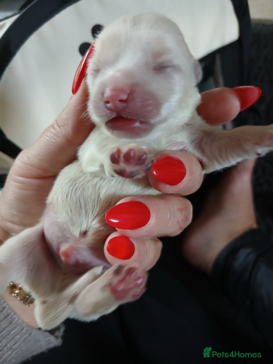 Chorkie dogs for sale:  Beautiful Chorkie pups for sale  - Image 8