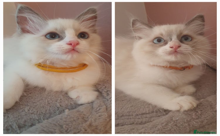 Ragdoll cats - Advert 7