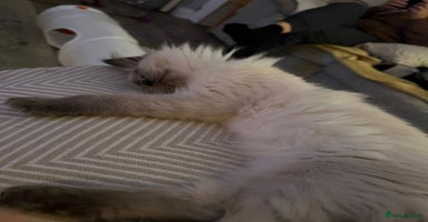 Ragdoll cats - Advert 15