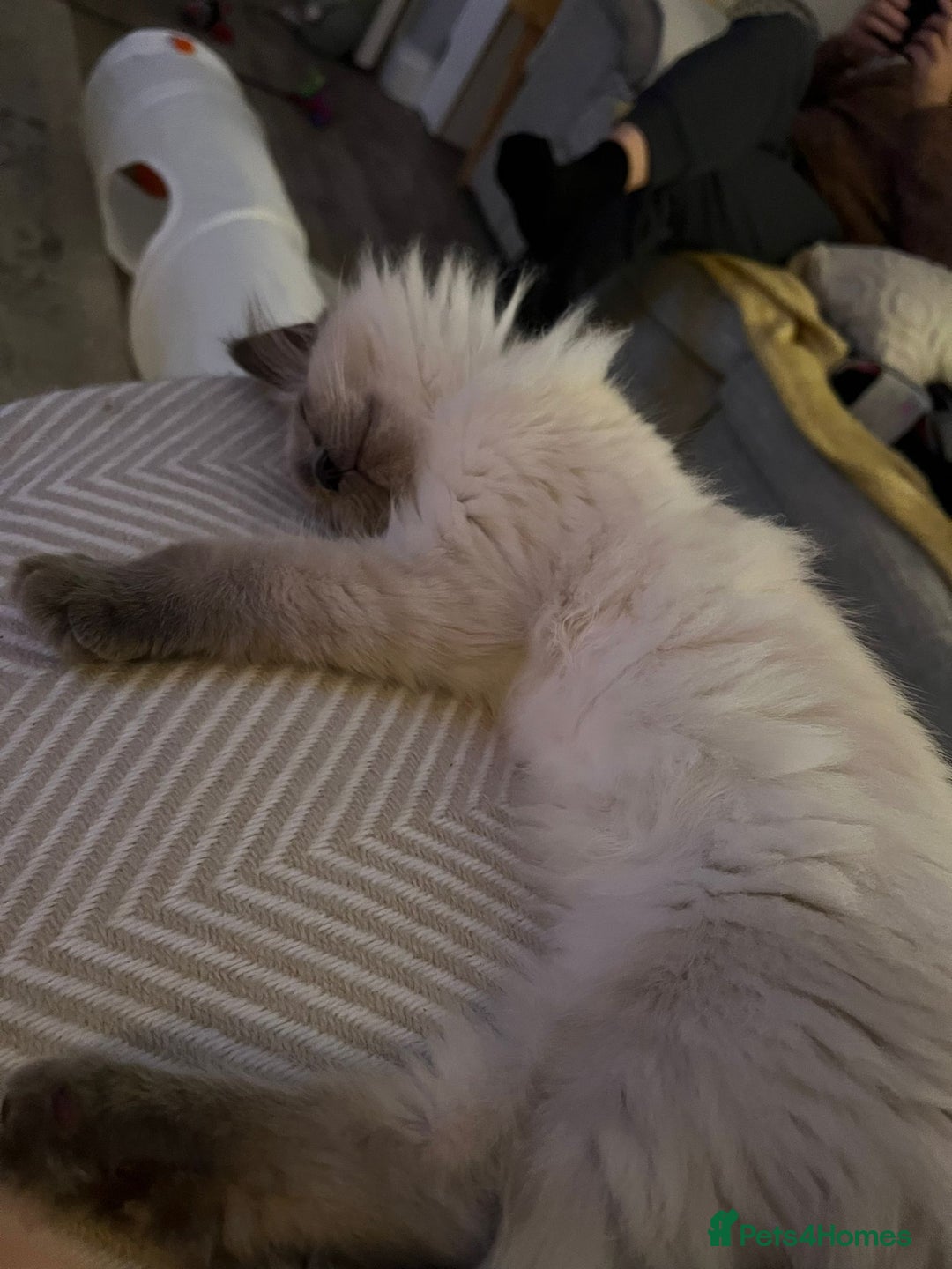 Ragdoll cats for sale: Thomas  - Image 3