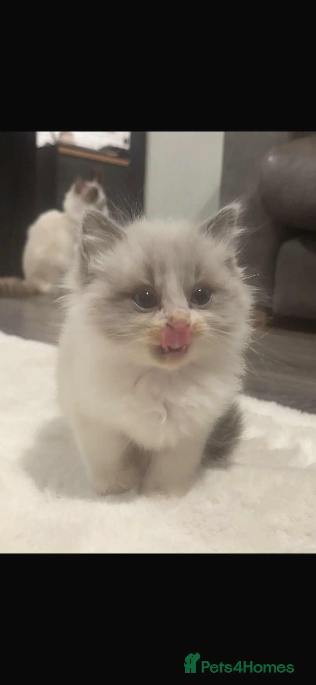 Ragdoll cats for sale: Rag doll kitten  - Advert 5