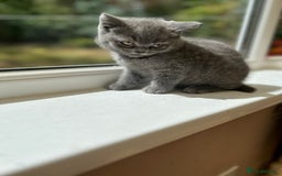 British Shorthair cats for sale: 2 Beautiful British ShortHair  - Image 6