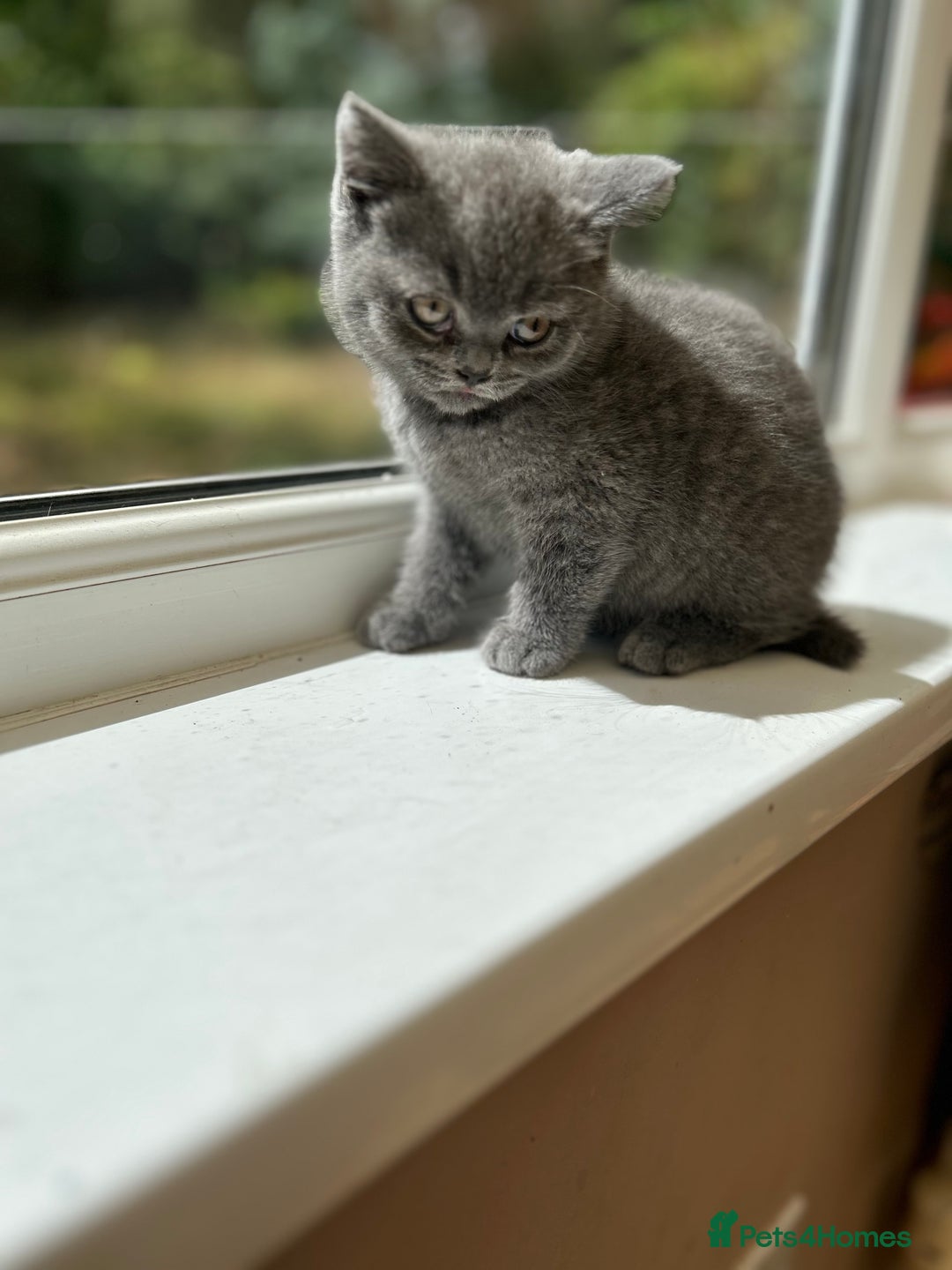 British Shorthair cats for sale: 2 Beautiful British ShortHair  - Image 6