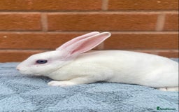 Rex rabbits for sale: Female & male mini rex rabbit kits VIENNA - Image 25
