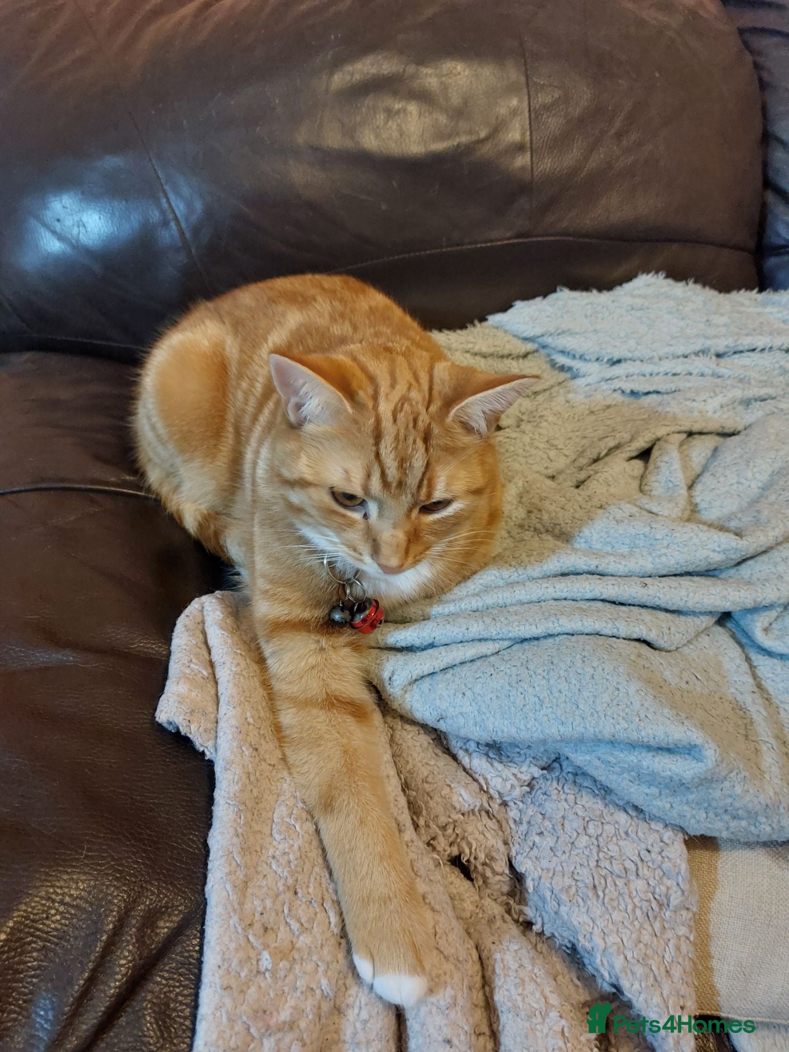 British Shorthair cats Cheeto 2 year old male cat - Advert 1