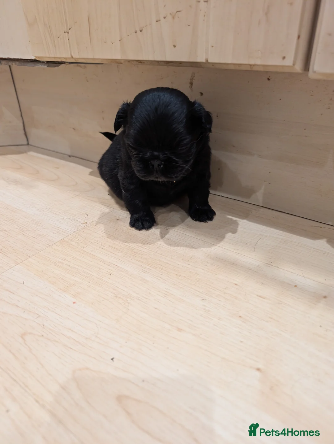 Puggle dogs for sale: 4 gorgeous pugs for sale  - Advert 5