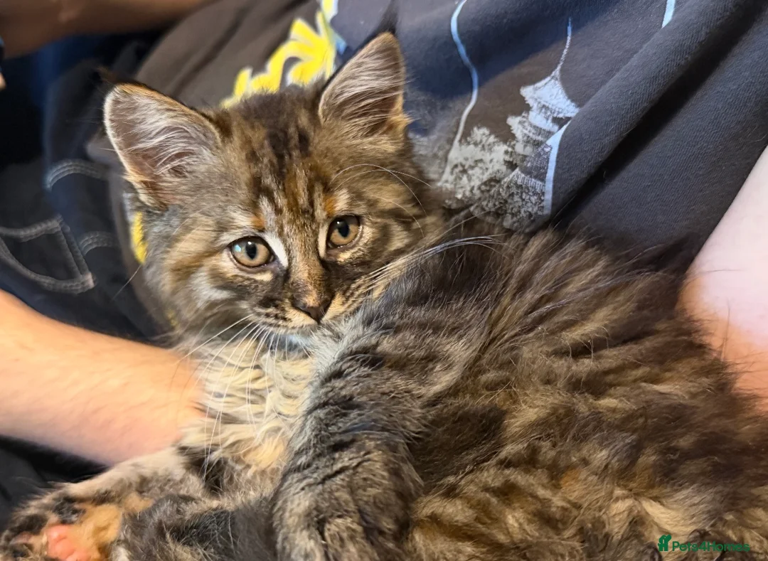 Maine Coon cats for sale: Gorgeous Maine Coon X Kittens Ready Now! 🐾 - Advert 2
