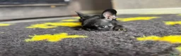 French Bulldog dogs for sale: READY NOW KC French Bulldogs - Advert 3
