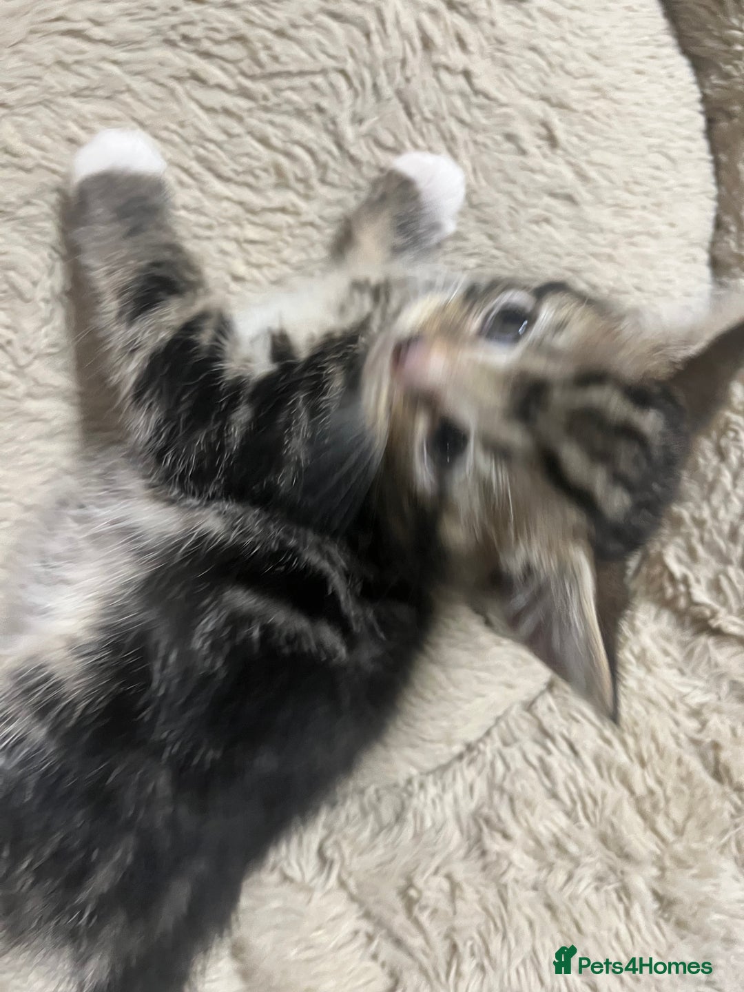 Mixed Breed cats for sale: 🐾 Beautiful 6week old mix tabby Kittens - Advert 16