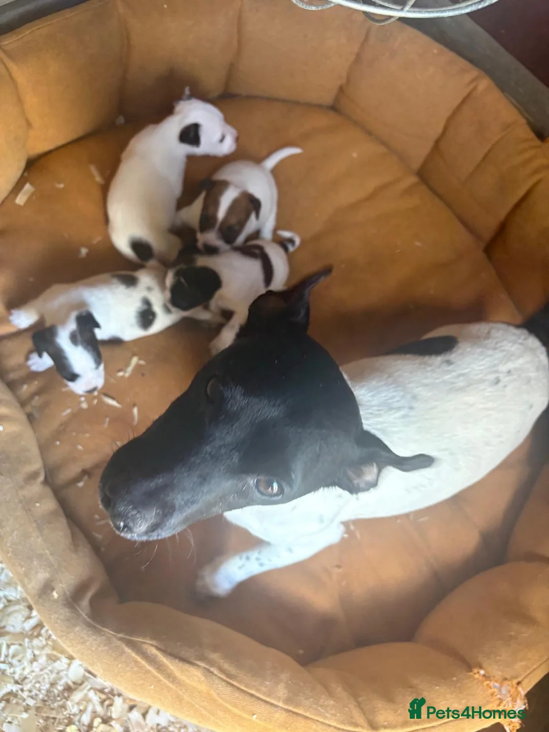 Jack Russell dogs for sale: Short Legged Jack Russel Puppies - Advert 2