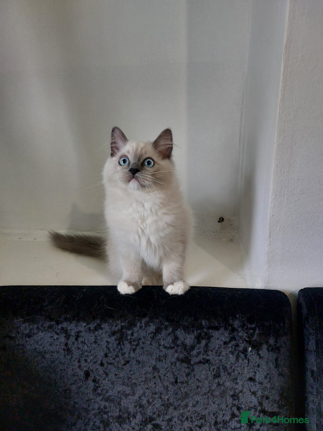 Ragdoll cats for sale: Adorable purebred original Ragdoll boy. 🐱 - Advert 17