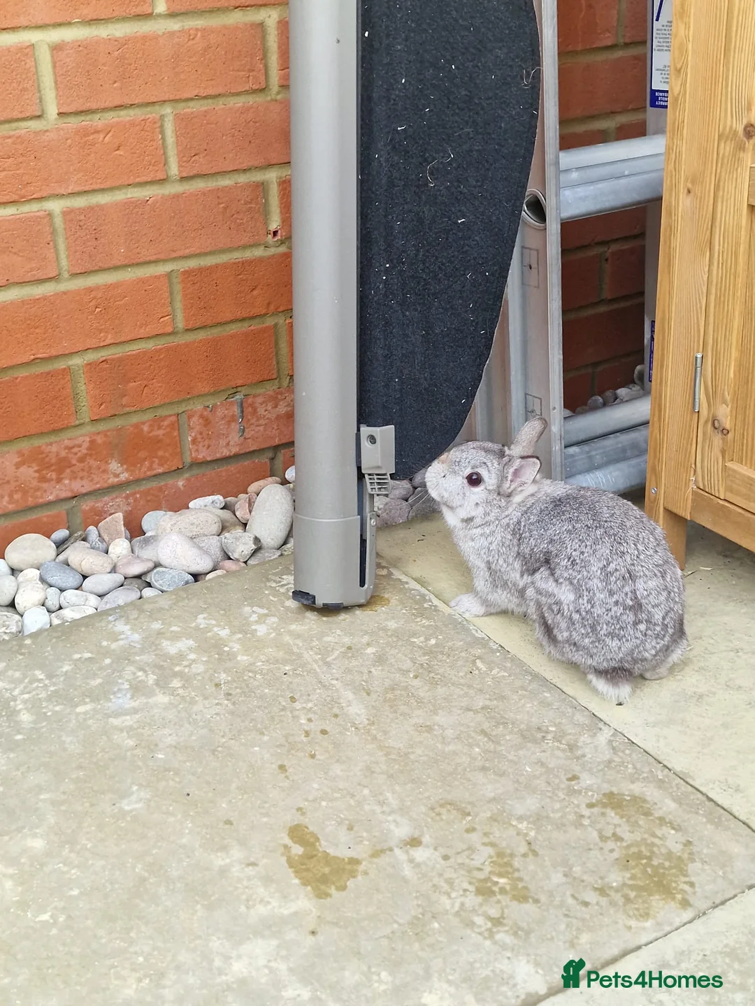 Netherland Dwarf rabbits for sale: 2 female Netherlands dwarf rabbits with hutch - Advert 20