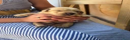 Labrador Retriever dogs for sale: 8 Labrador puppy’s for sale  - Advert 14