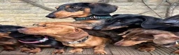 Miniature Dachshund dogs for sale: KC Mini Dachshund Silver Dapple Brindle Puppies  in Umberleigh - Advert 15