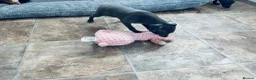 Italian Greyhound dogs for sale: BEAUTIFUL ITALIAN GREYHOUND PUPPIES  - Advert 5