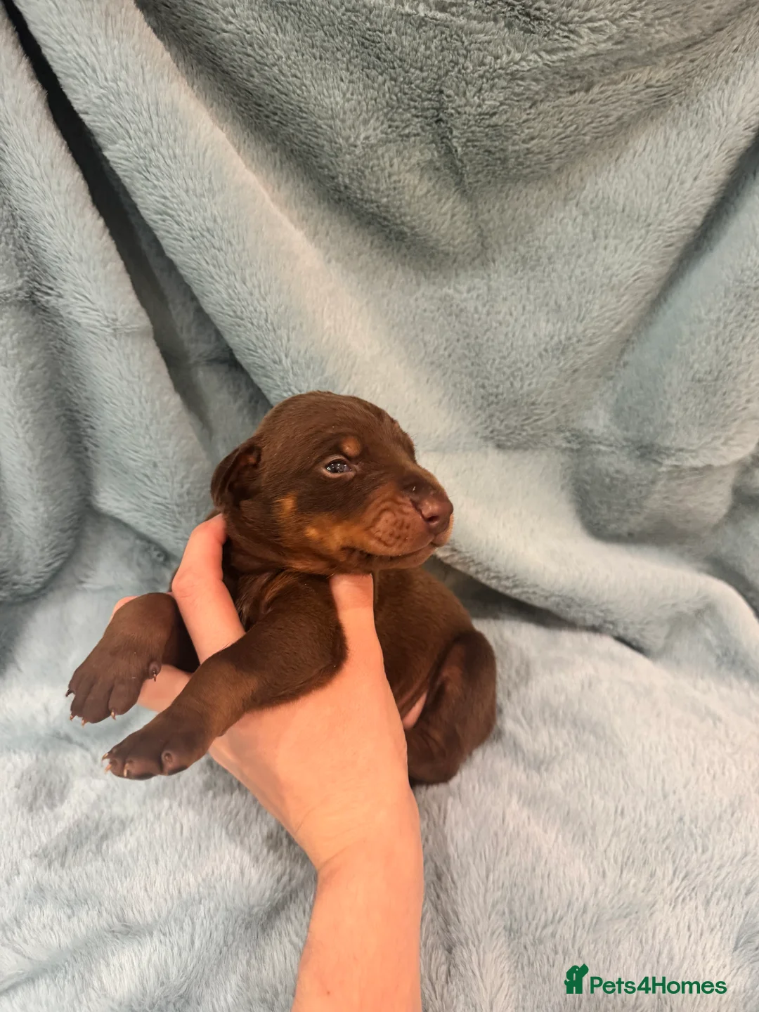 Dobermann dogs for sale: Brown and tanned Doberman puppies KC registered   - Advert 10
