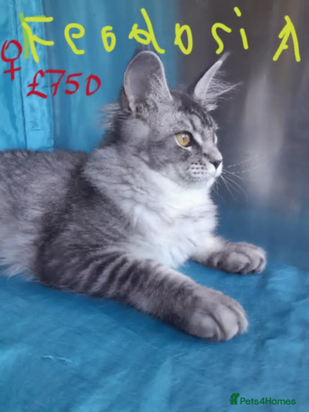 Maine Coon cats for sale: black silver ticked ns25 girls TICAreg maine coon - Advert 16