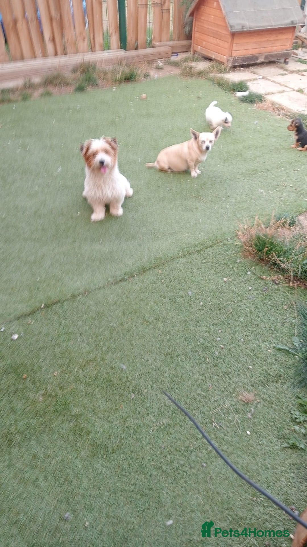 Mixed Breed dogs for sale: Chihuahua x Norfolk terrier puppies for sale - Image 2