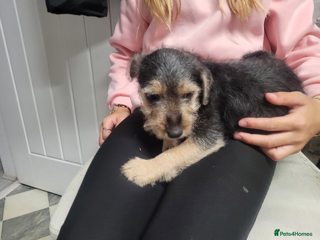 Patterdale Terrier dogs for sale: Patterdale pups - Image 2