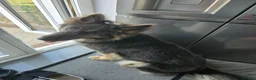German Shepherd dogs for sale: Stunning Blue & Tan GSD female - Advert 18