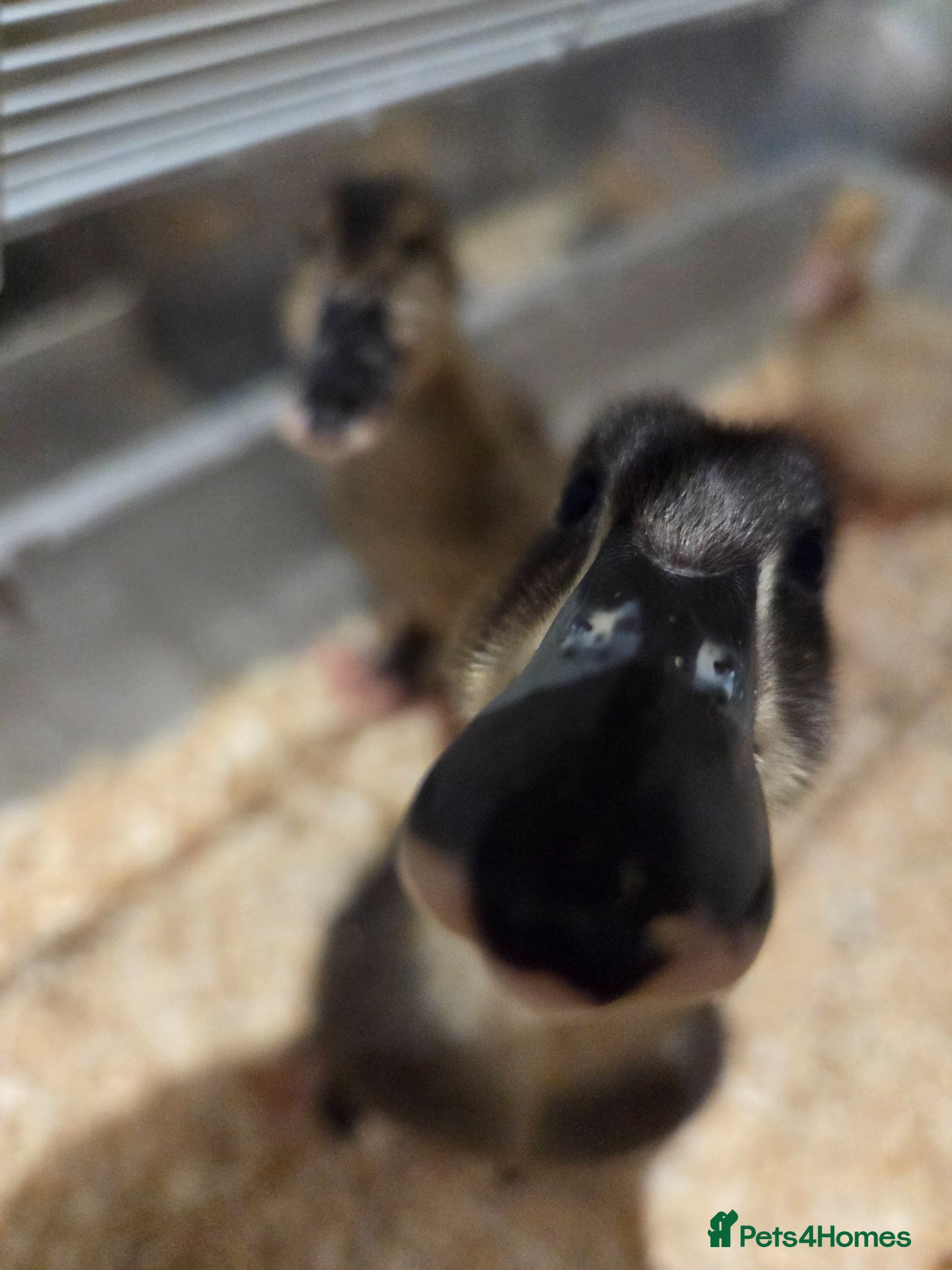 Ducks poultry for sale: Gorgeous unsexed ducklings - Advert 2