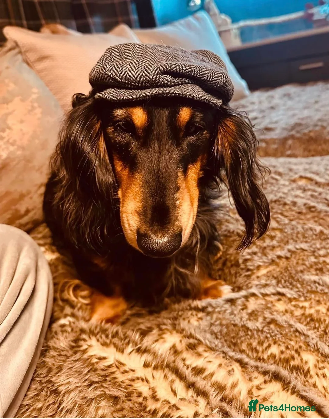 Miniature Dachshund dogs for sale: Two Miniture Dachshund  - Advert 3