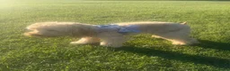 Cockapoo dogs for sale: F2 cockapoos in Grimsby - Advert 20