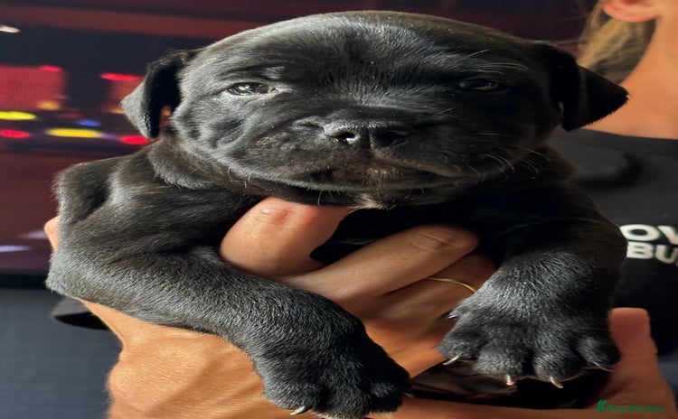 Staffordshire Bull Terrier dogs - Advert 13