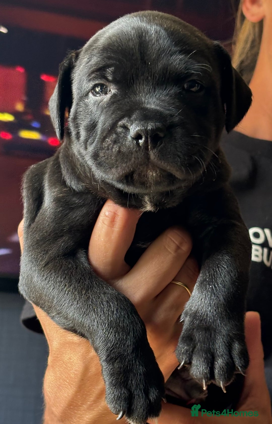 Staffordshire Bull Terrier dogs for sale: Staffy pups looking for their forever homes 🏡  - Image 1