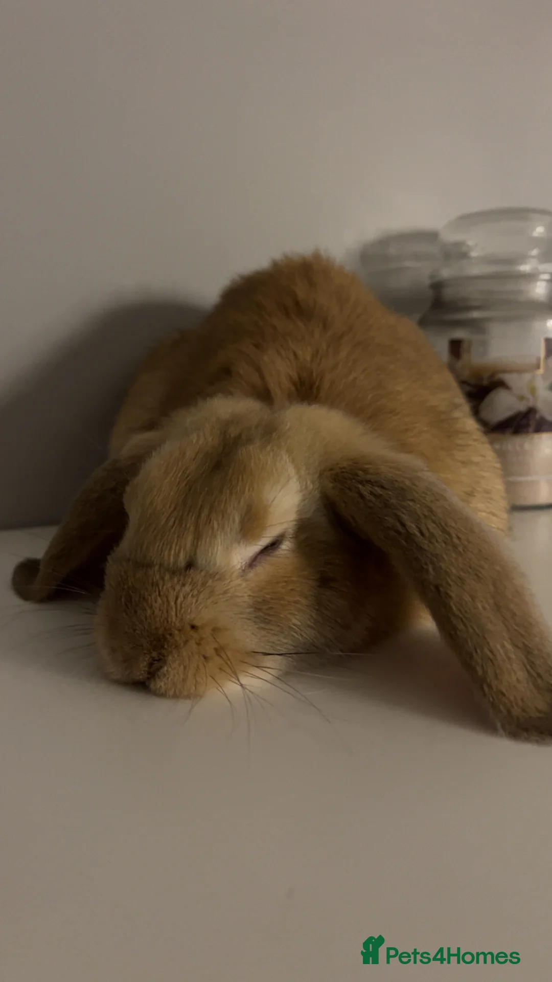 Mixed Breed rabbits for sale: Male bunny for sale - Advert 2