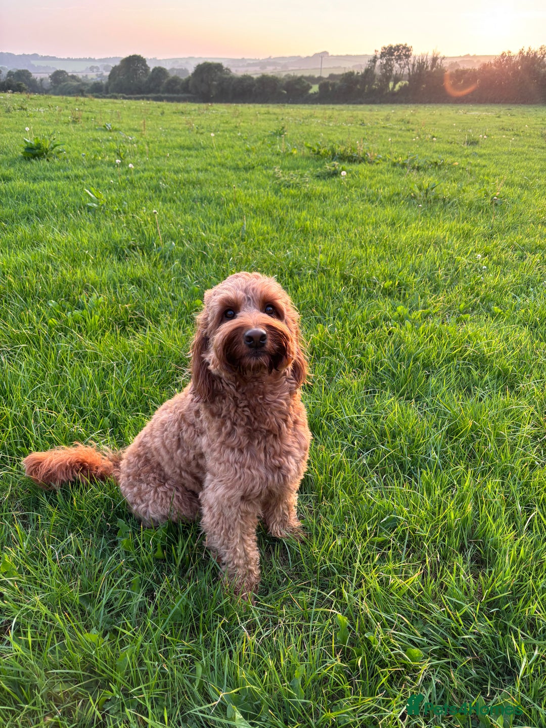 Irish Doodle dogs for stud: Gorgeous Deep Red Mini Irishdoodle for stud only in Totnes - Image 1