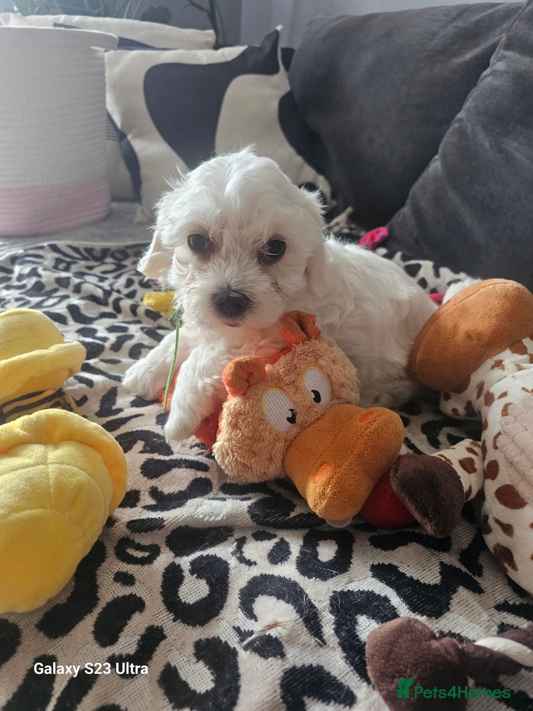 Maltese dogs for sale: Maltese ready to find their forever home now - Image 13
