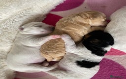 Mixed Breed dogs for sale: Yorkie bichon X bichon frise - Image 3