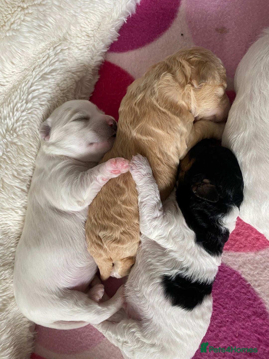 Mixed Breed dogs for sale: Yorkie bichon X bichon frise - Image 3