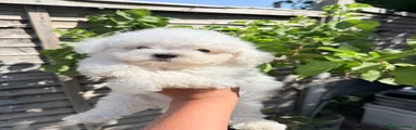 Bichon Frise Puppy 3